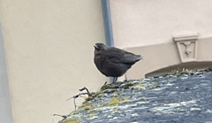 Turdus merula