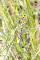 Hemiempusa capensis