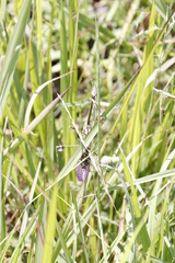 Hemiempusa capensis
