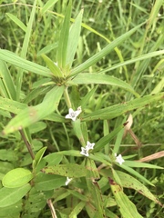 Spermacoce stachydea