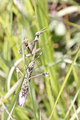 Hemiempusa capensis