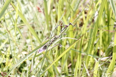 Hemiempusa capensis