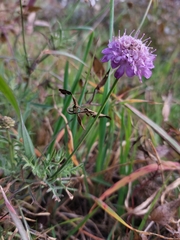 Scabiosa triandra