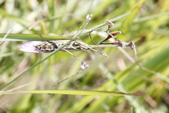 Hemiempusa capensis
