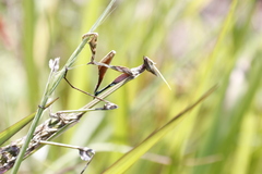 Hemiempusa capensis