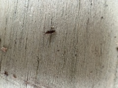 Willowsia nigromaculata