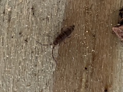 Willowsia nigromaculata