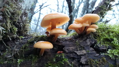 Flammulina elastica