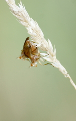 Tetanocera plebeja