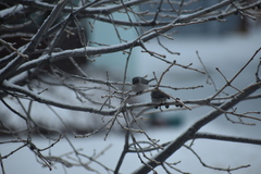 Psaltriparus minimus