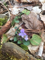 Viola walteri