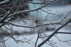 Psaltriparus minimus