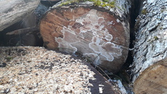 Cylindrobasidium laeve