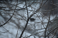 Psaltriparus minimus