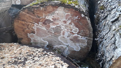 Cylindrobasidium laeve