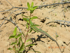 Lacerta agilis chersonensis