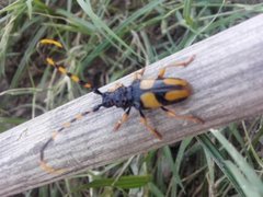 Dendrobias mandibularis