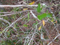 Smilax auriculata