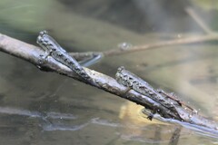 Periophthalmus argentilineatus