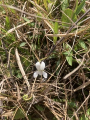 Viola vittata
