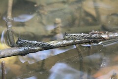 Periophthalmus argentilineatus