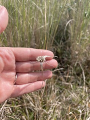 Rhynchospora latifolia