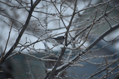 Psaltriparus minimus