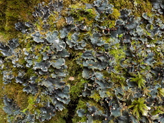 Peltigera neckeri