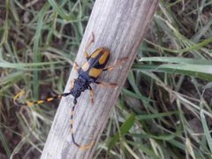 Dendrobias mandibularis