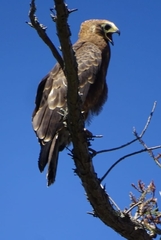 Polyboroides typus typus