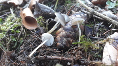 Strobilurus conigenus