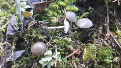 Strobilurus conigenus