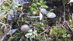 Strobilurus conigenus