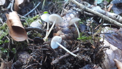 Strobilurus conigenus