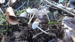 Strobilurus conigenus