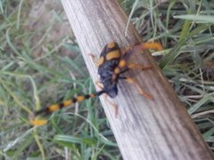 Dendrobias mandibularis