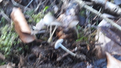 Strobilurus conigenus