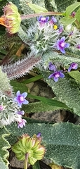 Anchusa aggregata