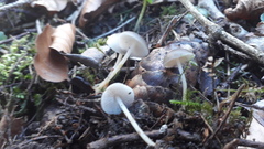 Strobilurus conigenus