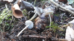 Strobilurus conigenus