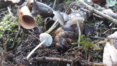 Strobilurus conigenus