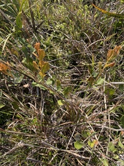 Lyonia fruticosa