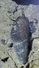 Semisulcospira