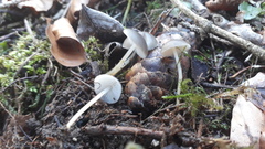 Strobilurus conigenus