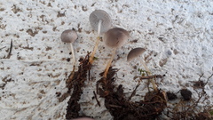 Strobilurus conigenus