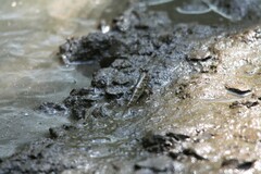 Periophthalmus argentilineatus