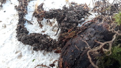 Strobilurus conigenus