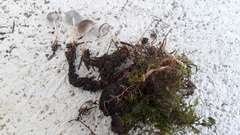 Strobilurus conigenus