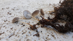 Strobilurus conigenus