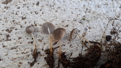 Strobilurus conigenus